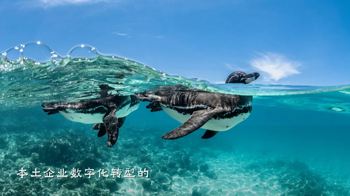 本土企业数字化转型的