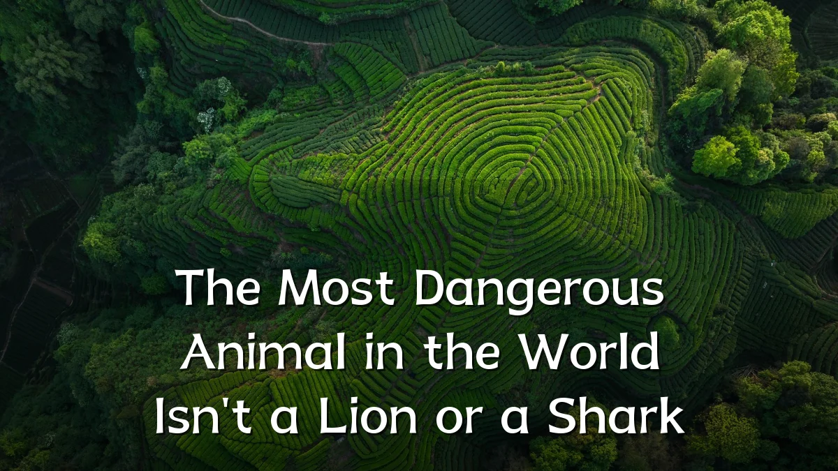 The Most Dangerous Animal in the World Isn't a Lion or a Shark